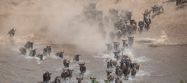 Serengeti Wildebeest Migration