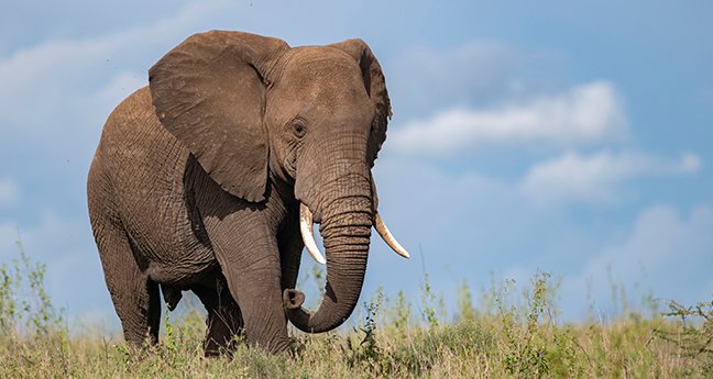 Tanzania Adventure Safari